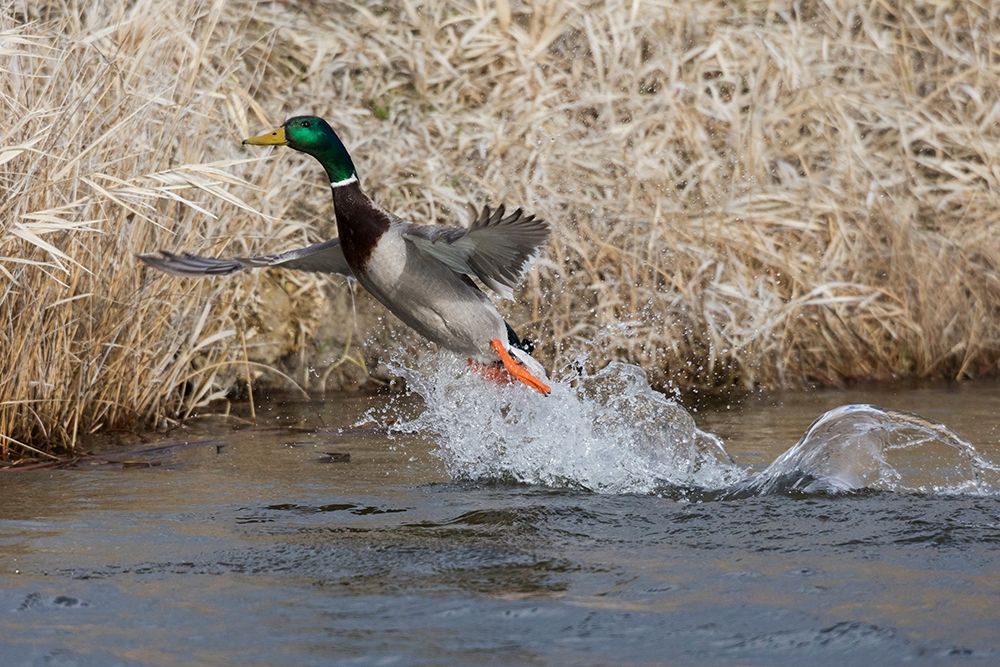 Mallard Drake Taking Flight